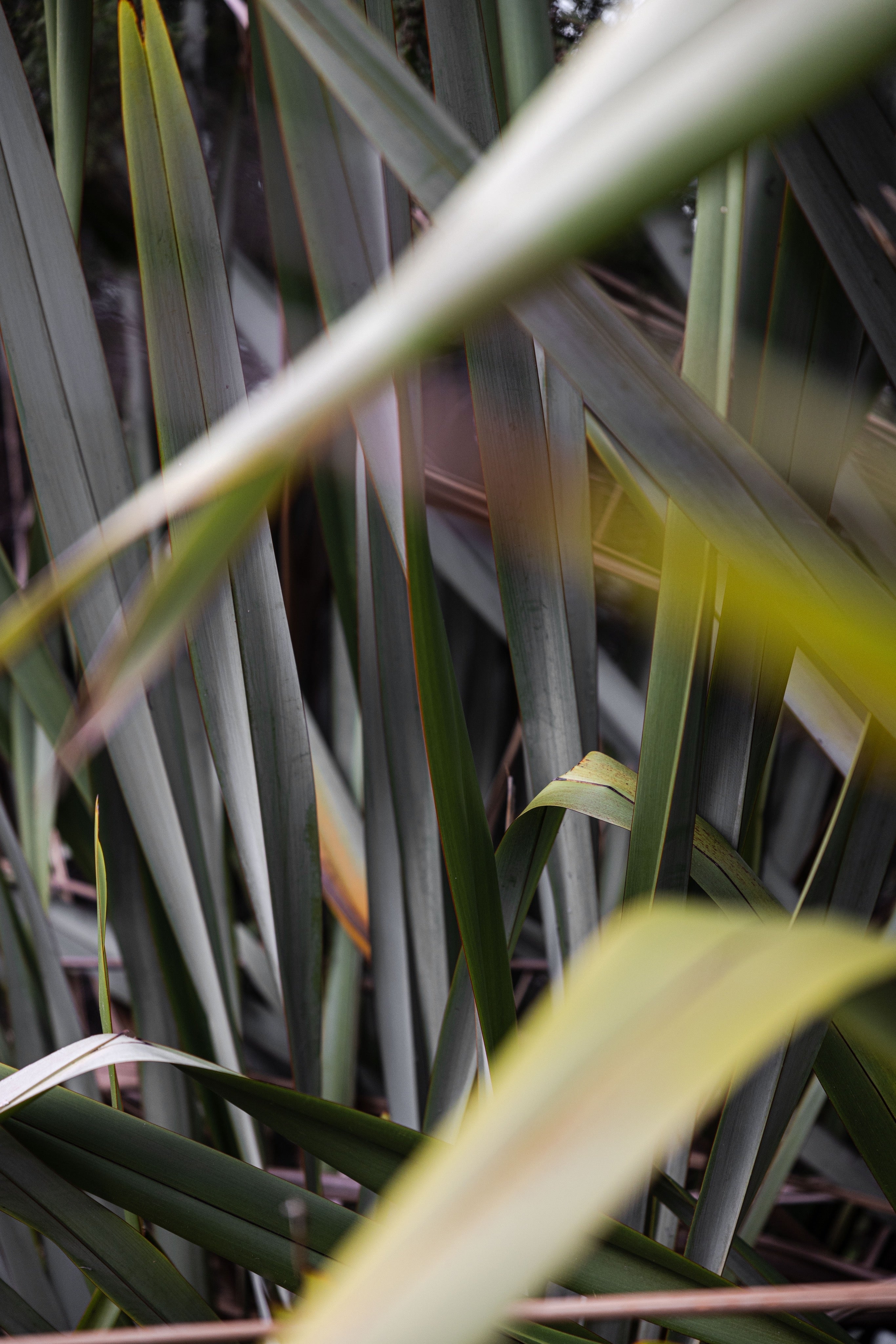 Real World Restore Body Lotion - Harakeke & Blood Orange 400ml